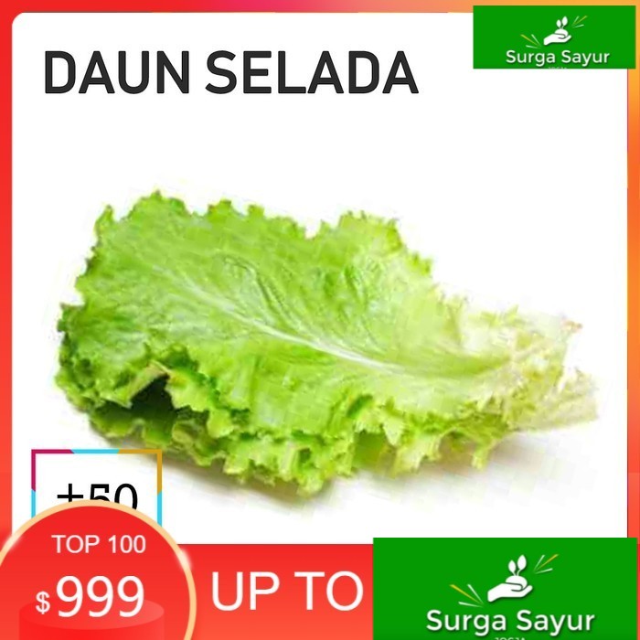 

SURGA SAYUR DAUN SELADA SAYUR [50g] SEJABODETABEK BISA KIRIM INSTANT DGN GOSEND/ GRAB