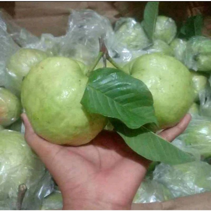 

Jambu Merah 1 kg Fresh