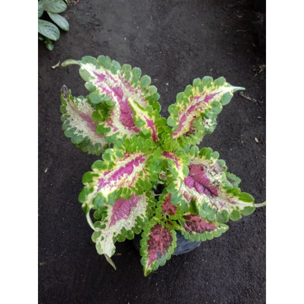 Tanaman Hias Miana Premium Pink