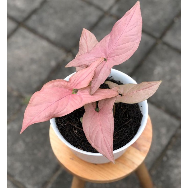 PROMO syngonium pink - tanaman hias syngonium pink - tanaman syngonium - syngonium pink
