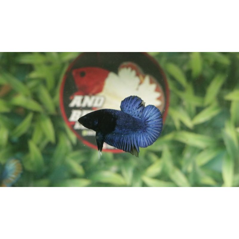 Ikan Cupang BBL Goblin