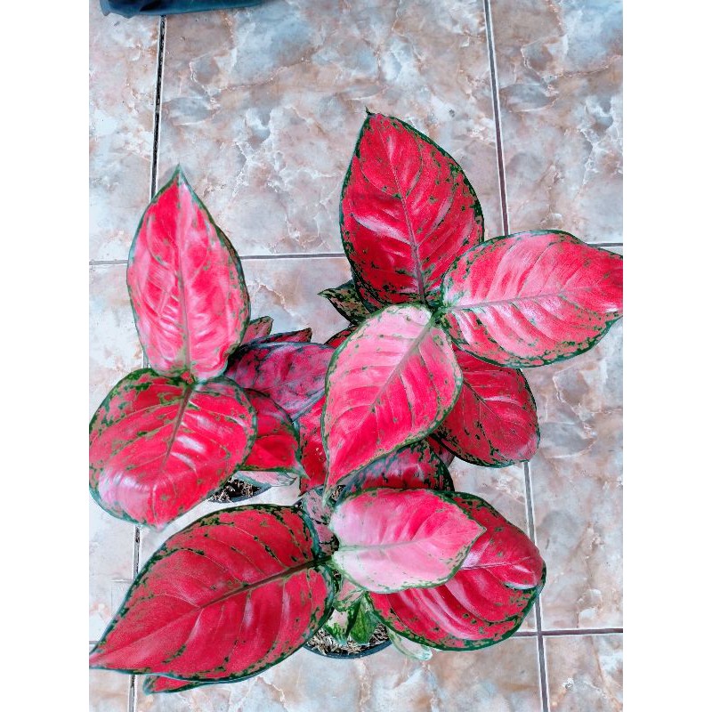 Aglonema Red Anjamani UK-JUMBO(super red anjamani)