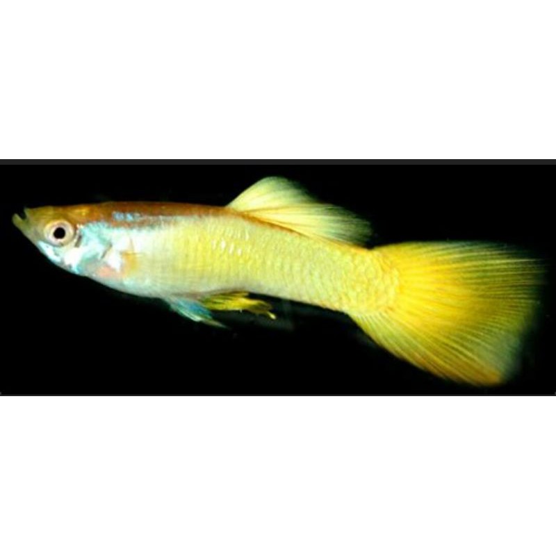 ikan guppy hias yellow micarif