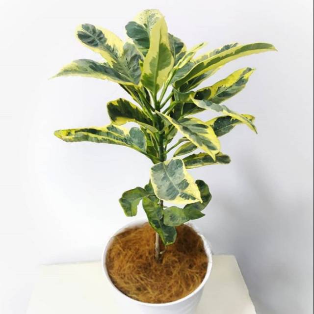 Tanaman hias puring susu / tanaman hias puring / tanaman puring