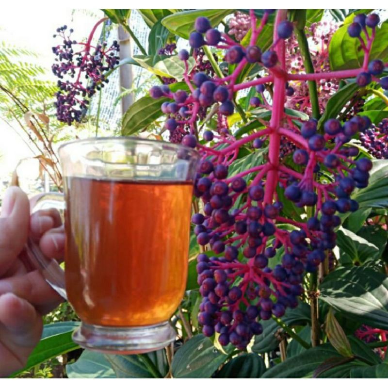 

Sirup Parijoto isi 350ML untuk Promil Asli Muria Alammu Parijotho