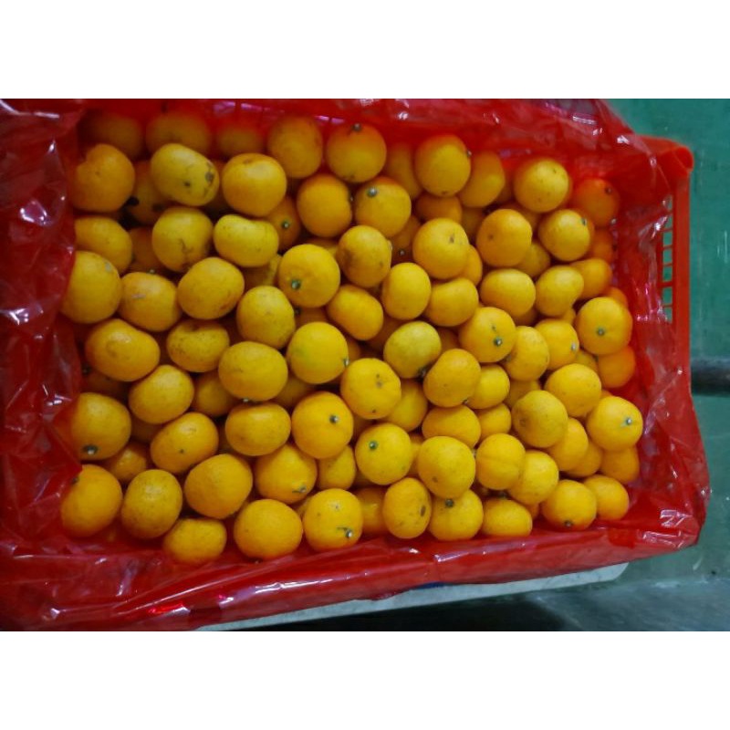 

JERUK SANTANG - TERMURAH