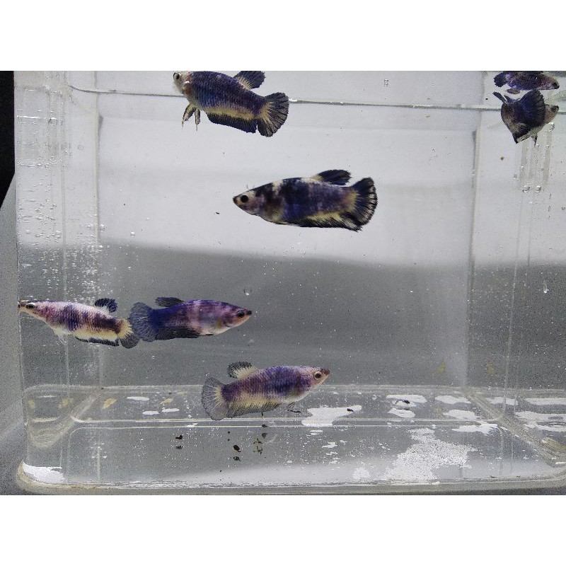 IKAN CUPANG BLUE RIM PANDA 1 PASANG