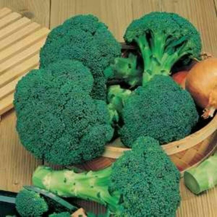 

Order Langsung Benih Brokoli F1 Green Super Terlaris