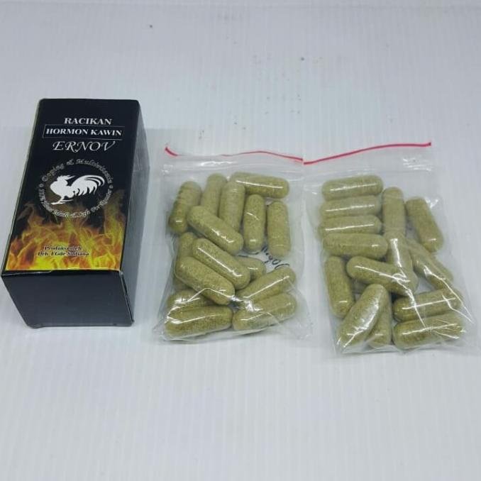 Hormon Kawin Ayam petarung ERNOV