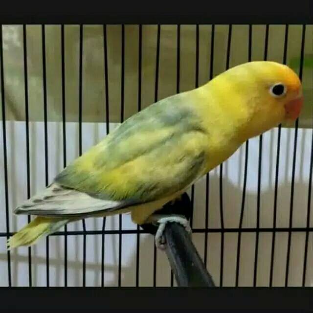 PROMO Burung Lovebird PB Pied