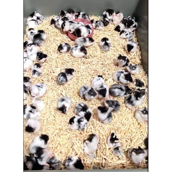 STIKER MOTIF HAMSTER 100% ASLI (KIRIM SEPULAU JAWA)