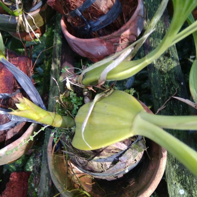 Real plant ANGGREK BERBUNGA SUDAH KNOP ANGGREK HITAM PANDURATA