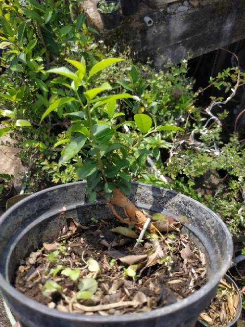 Bahan Bonsai Sisir Akar Ori