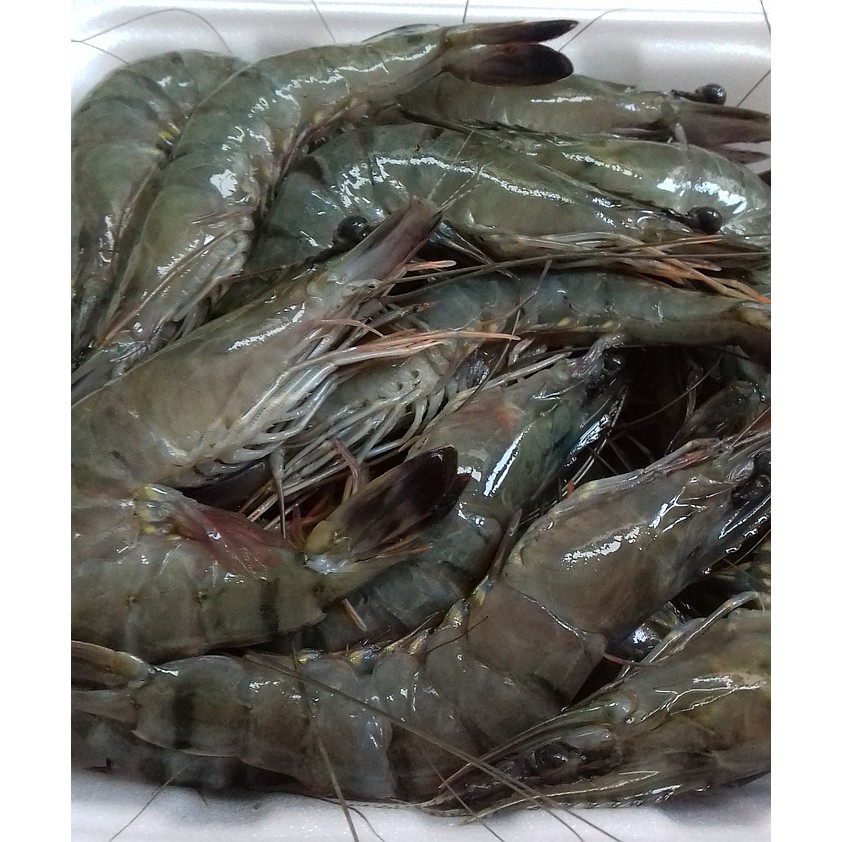 

Udang Segar 500 Gram