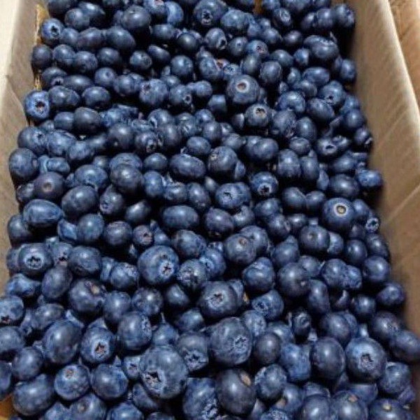 Blueberry Fresh