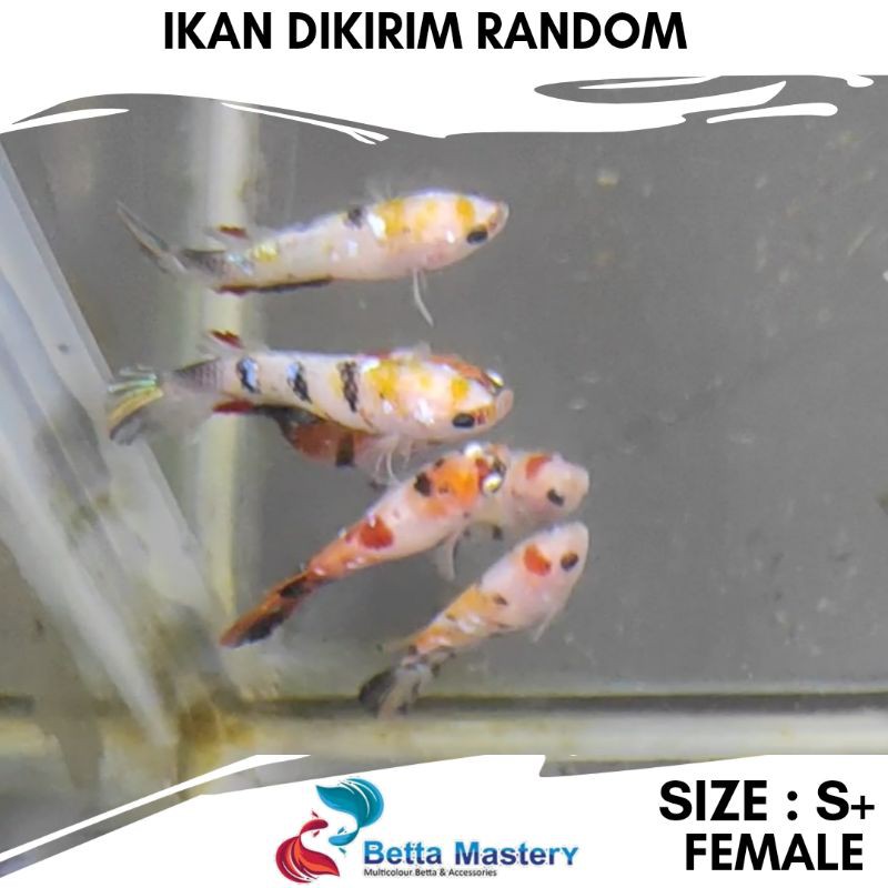 Ikan Cupang Hias Plakat Nemo Female Ikan cupang Betina  