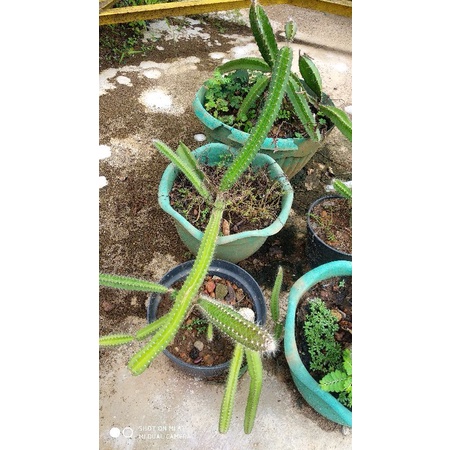 Potelan Kaktus duri mini Hias