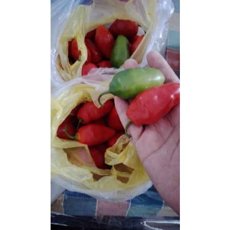 

Cabe Cabai Lombok udel 1 kg