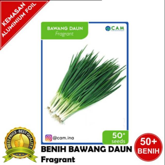 Benih bibit bawang daun