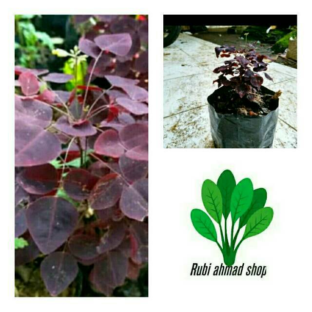 Bibit tanaman daun calincing ungu-pohon semanggi-obat herbal