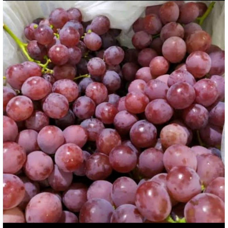 

ANGGUR RED GLOBE FRESH 1KG