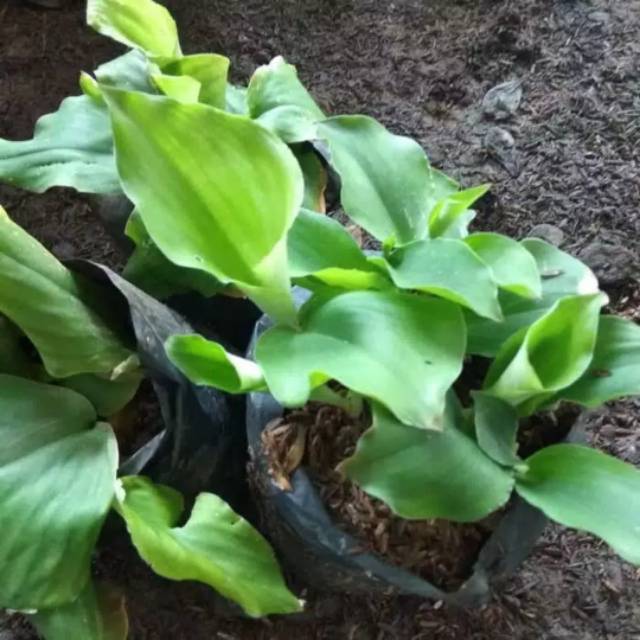 Tanaman Kencur Pohon Herbal Kencur Obat Shopee Indonesia Tanaman Kencur Pohon Herbal Kencur Obat Shopee Indonesia