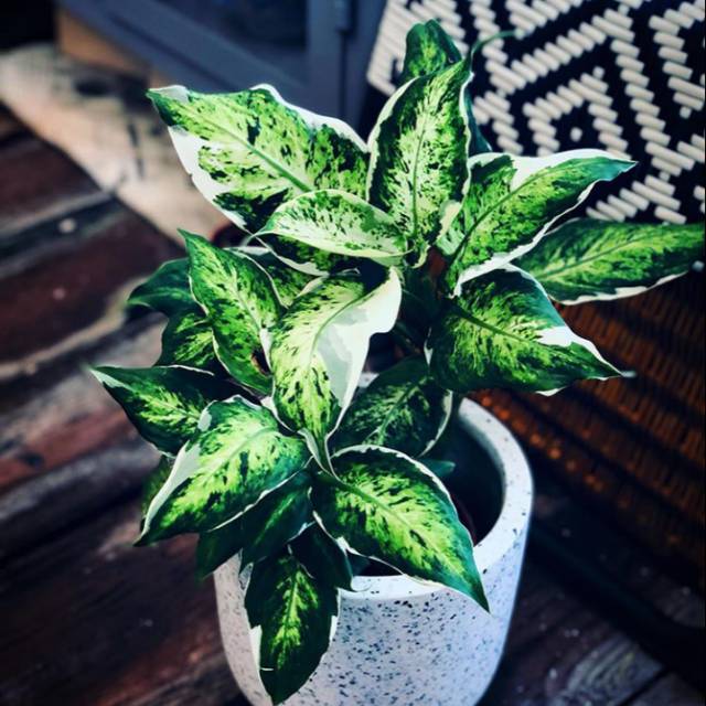 Tanaman hias blanceng sparkle varigata