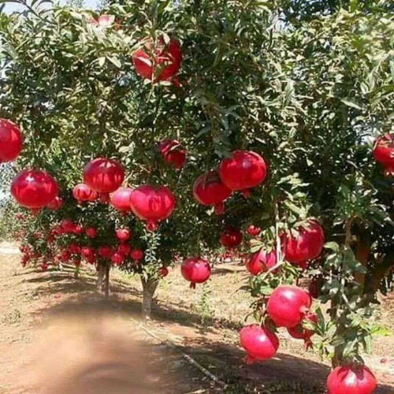 Bibit Delima Merah Terlaris Siap Berbuah / Bibit Delima Merah