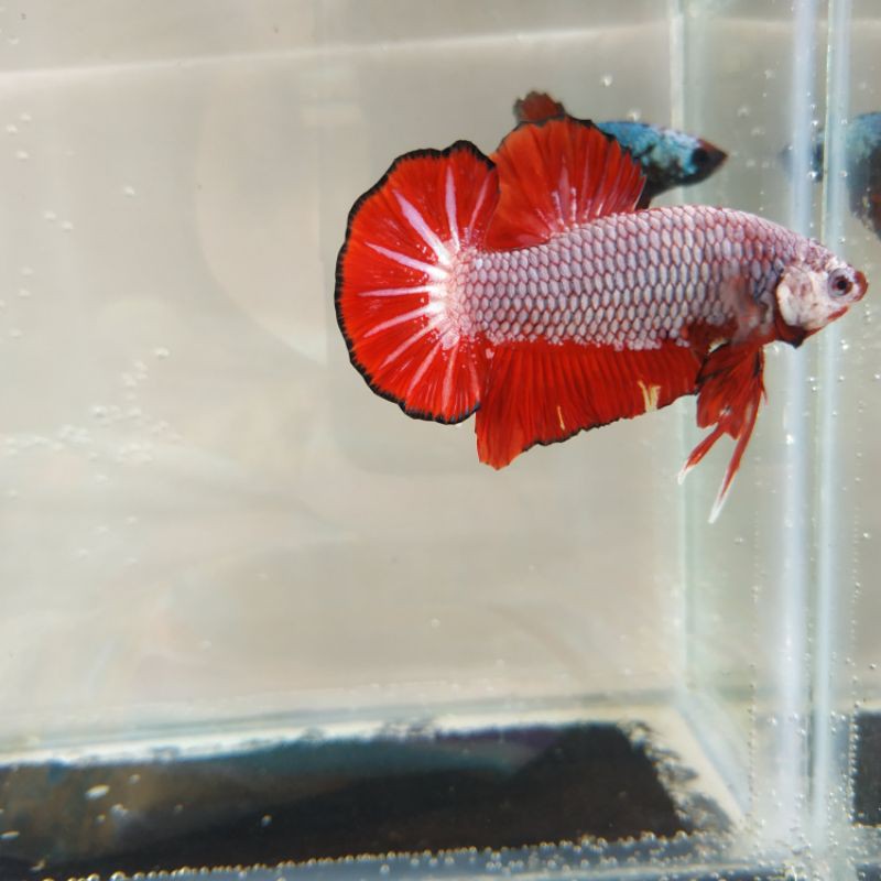 Cupang Red Dragon real pict bukan avatar bluerim fccp candy marble