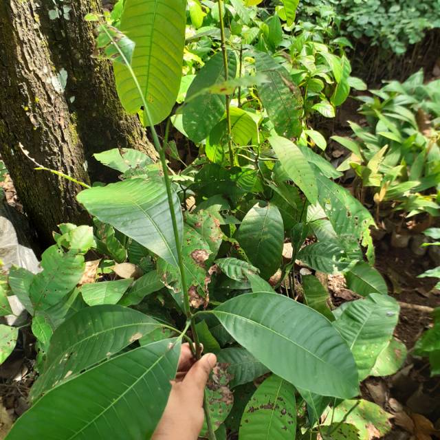 Bibit LANGKA Buah Mangga Kweni - Buah Kuweni -Tanaman Kueni - Bembem