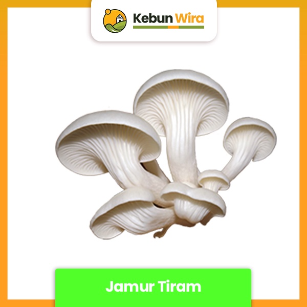 

Jamur Tiram | Oyster Mushroom