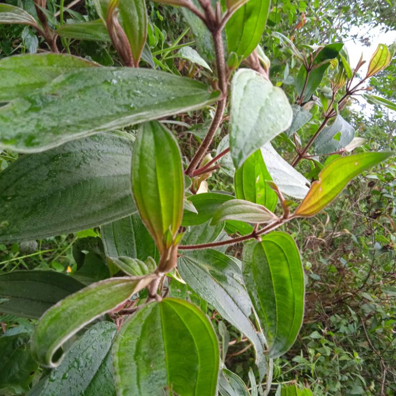 

Daun senggani atau daun harendong segar per 500 gram