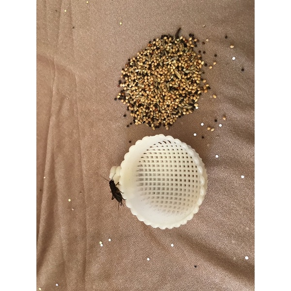 ￼cepuk kroto plastik besar D6cm elite song  wadah pakan TEMPAT MAKAN MURAI BATU TEMPAT JANGKRIK