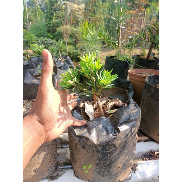 bahan bonsai lohansung blue cincuan