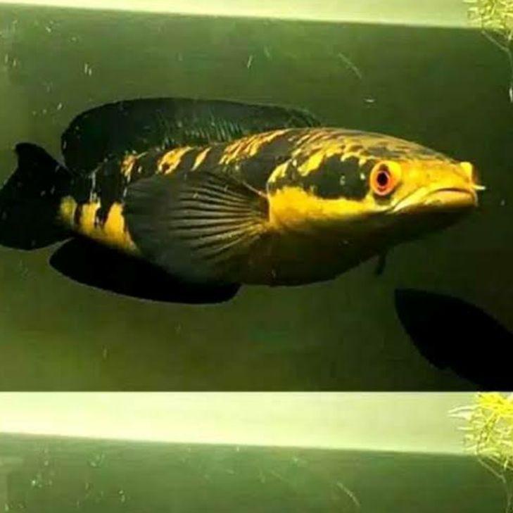 Insta Sell Ikan Channa ys yellow maru sentarum 11-15 cm predator fish gabus hias | BIG SALE | New event | Splash
