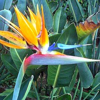 5 Benih Biji Bibit Red Bird of Paradise