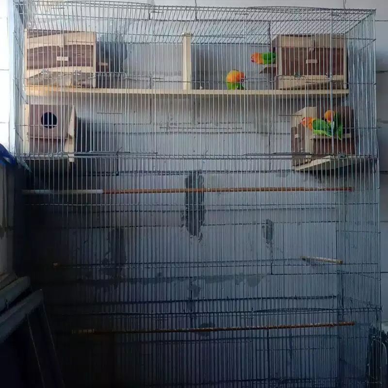 kandang burung galvanis lovebird parkit