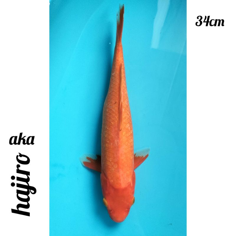 koi aka hajiro 34cm tembus, MURAH