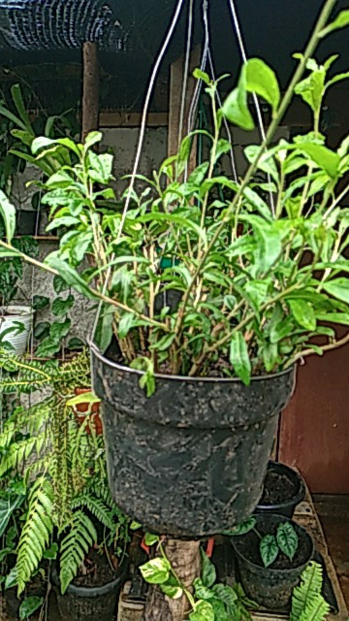 Pohon Lee Kwan Yew / Likuanyu Perbatang