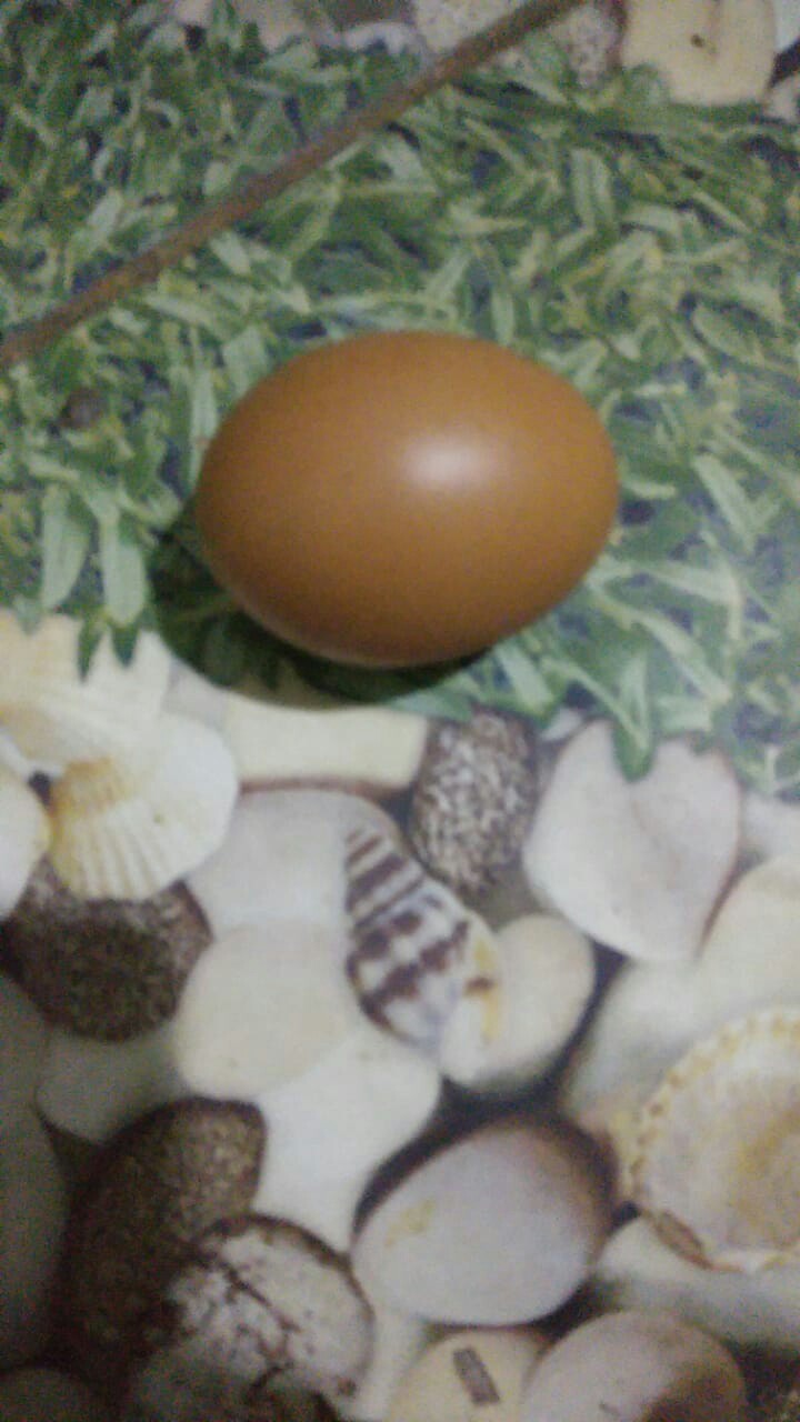 Rc Handuk Mandi Dewasa Jumbo Polos Raisha Palmer Ukuran 70x135