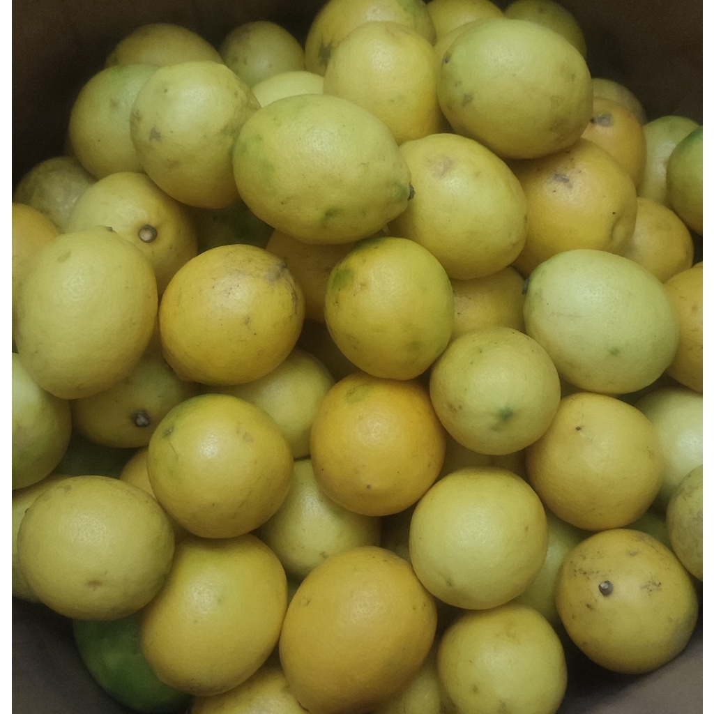 

LEMON California 1kg Grade B