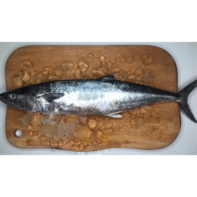 

Ikan Tenggiri Segar 1 kg (isi 1 - 2 pcs)