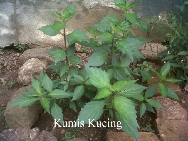 

Paket 1 kg daun kumis kucing segar fresh-az