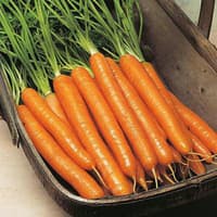 Benih / Bibit / Biji - Wortel / Carrot Trevor F1 Seeds - IMPORT (10 Biji)