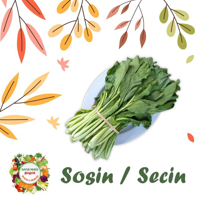 

Sayur Sawi / secin murah 240gr