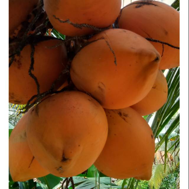 

Jual kelapa gading press(1 buah) termurah