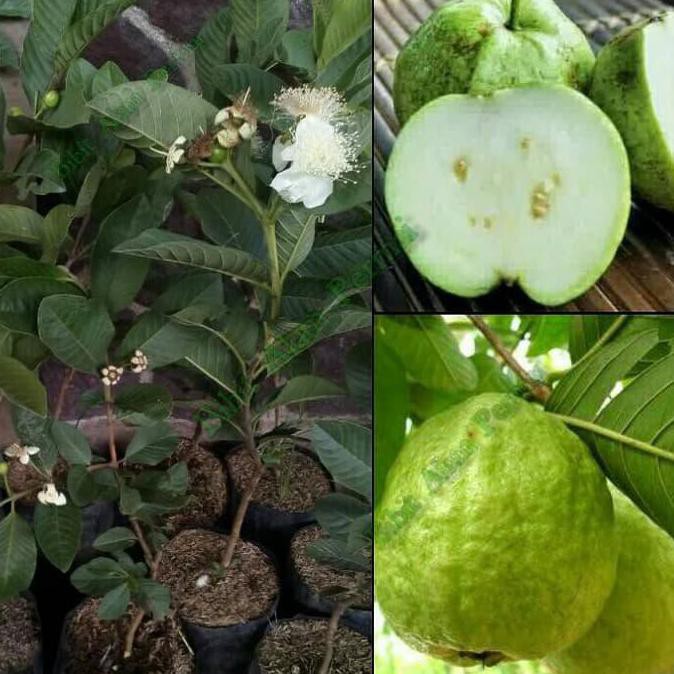 H2O B4Ru Bibit Tanaman Buah Jambu Kristal R3Stock