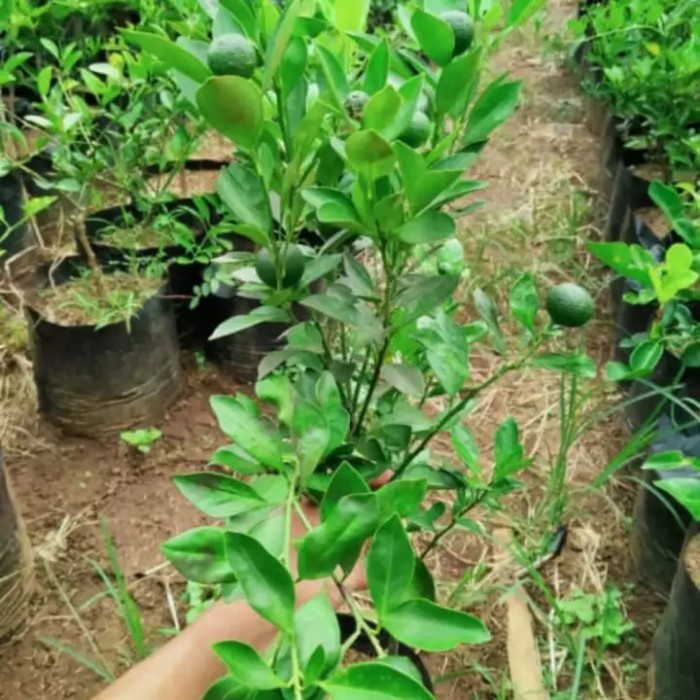 bibit jeruk limau/limo berbuah-pohon jeruk sambal sudah berbuah