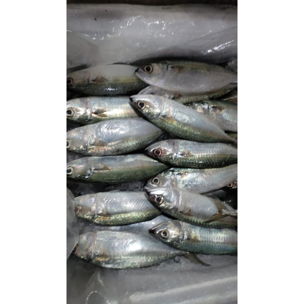 

Ikan Kembung Banjar Press Segar - 1 Kg