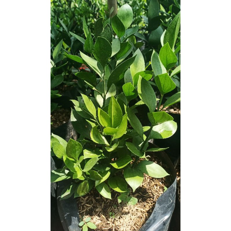 BIBIT TANAMAN RUSKUS (beli 10 gratis 1)